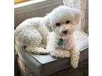 Adopt Charley a White Bichon Frise / Mixed dog in Humble, TX (41457867)