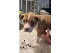 Adopt Luna - 13 weeks a Tan/Yellow/Fawn - with White American Pit Bull Terrier /