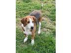 Adopt Missy a Basset Hound / Mixed Breed (Medium) / Mixed dog in Saint Robert