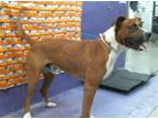 Adopt TOMY a Boxer, Mixed Breed