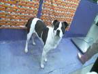 Adopt CASH a American Staffordshire Terrier, Mixed Breed
