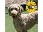 Adopt Boomer a Red/Golden/Orange/Chestnut Labrador Retriever / Poodle (Standard)