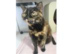 Adopt Millie a Tortoiseshell Domestic Shorthair cat in Lakewood, CO (41457815)