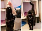 Adopt Gummy a Black (Mostly) Domestic Shorthair cat in Lakewood, CO (41457813)