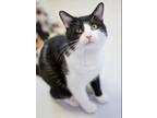 Adopt Anders a Domestic Shorthair cat in Lakewood, CO (41457812)