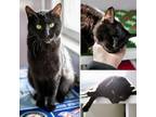 Adopt Baloo a Black (Mostly) Manx cat in Lakewood, CO (41457811)