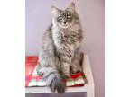 Adopt Griselda a Gray, Blue or Silver Tabby Domestic Mediumhair cat in Lakewood