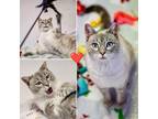 Adopt Suika Ni a White (Mostly) Siamese cat in Lakewood, CO (41457809)