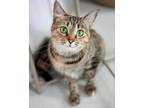 Adopt Smokey a Calico or Dilute Calico Domestic Shorthair cat in Lakewood