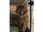 Adopt Pee Wee a Gray, Blue or Silver Tabby Domestic Shorthair cat in Lakewood