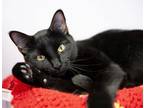 Adopt Onyx a Domestic Shorthair cat in Lakewood, CO (41457802)
