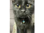 Adopt Allegra (Bonded to Bunny) a Black (Mostly) Domestic Shorthair cat in
