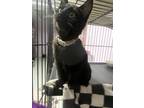 Adopt Bunny (Bonded to Allegra) a Black (Mostly) Domestic Shorthair cat in
