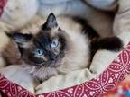 Adopt Karina a Domestic Mediumhair cat in Lakewood, CO (41457796)