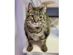 Adopt Chi Chi a Gray, Blue or Silver Tabby Domestic Shorthair cat in Lakewood