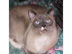Adopt Devlin a Domestic Shorthair cat in Lakewood, CO (41457791)