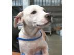 Adopt BLAKE a Staffordshire Bull Terrier, Mixed Breed