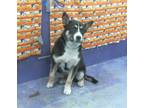 Adopt SKITTLE a German Shepherd Dog, Mixed Breed