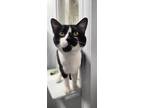 Adopt James a White (Mostly) Domestic Shorthair cat in Lakewood, CO (41457787)