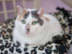 Adopt Ruthie a Calico or Dilute Calico Domestic Shorthair cat in Lakewood