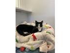 Adopt Soleil a Black & White or Tuxedo Domestic Shorthair cat in Lakewood