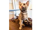 Adopt Noella a Domestic Shorthair / Mixed cat in Mipiltas, CA (41448559)