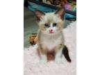 Adopt Prim a White (Mostly) Domestic Shorthair cat in Troy, MI (41457208)