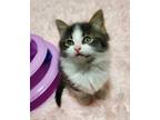 Adopt Lily a White (Mostly) Domestic Shorthair cat in Troy, MI (41457205)