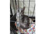 Adopt Skye a Gray, Blue or Silver Tabby Domestic Shorthair cat in Sumter