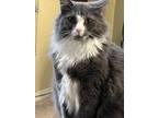 Adopt Tommy a Gray or Blue Domestic Longhair / Mixed (long coat) cat in Hacienda
