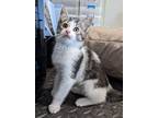 Adopt (RB) 3/12/24 - Rusty a Domestic Shorthair / Mixed (short coat) cat in