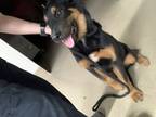 Adopt Babe a Black Rottweiler / Mixed Breed (Medium) / Mixed (short coat) dog in