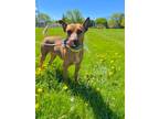 Adopt Timber a Mixed Breed (Medium) / Mixed dog in Fond du Lac, WI (41307584)