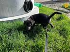 Adopt Zelf a Labrador Retriever / Mixed dog in Fond du Lac, WI (41313256)