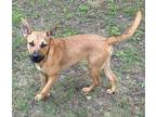 Adopt Yumi a Mixed Breed (Medium) / Mixed dog in Tool, TX (41457740)