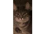 Adopt Hina a Gray or Blue Domestic Shorthair / Mixed (short coat) cat in