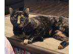 Adopt Bella a Tortoiseshell American Shorthair / Mixed (short coat) cat in