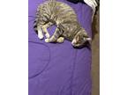 Adopt Milo a Gray, Blue or Silver Tabby American Shorthair / Mixed (short coat)