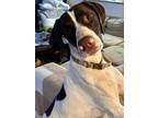 Adopt Sophie a White - with Brown or Chocolate German Shorthaired Pointer /