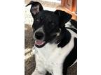 Adopt Mandy a White - with Black Border Collie / Mixed dog in Porterville