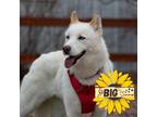 Adopt Jody a White Husky / Mixed dog in Colorado Springs, CO (36012497)