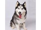 Adopt Kenai a Husky