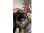 Adopt Archibald a Brown/Chocolate - with White Great Pyrenees / Caucasian