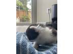 Adopt Oreo a Black & White or Tuxedo American Shorthair (short coat) cat in San