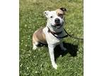 Adopt Lily a Pit Bull Terrier / Mixed dog in Napa, CA (41452936)