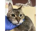 Adopt Hal a Domestic Short Hair