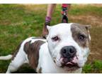 Adopt Briggs a Pit Bull Terrier / Mixed dog in Troy, VA (39086377)