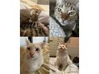 Adopt Miso and Draco a Brown Tabby Domestic Mediumhair / Mixed (medium coat) cat