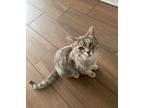 Adopt Cleo a Calico or Dilute Calico American Shorthair / Mixed (short coat) cat