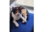 Adopt Kishmish a Calico or Dilute Calico Domestic Shorthair / Mixed (short coat)